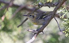 Olive Warbler